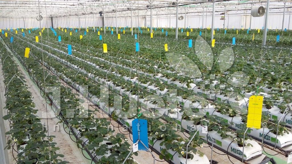 agritechmurcia_cultivo_hidroponico_usa