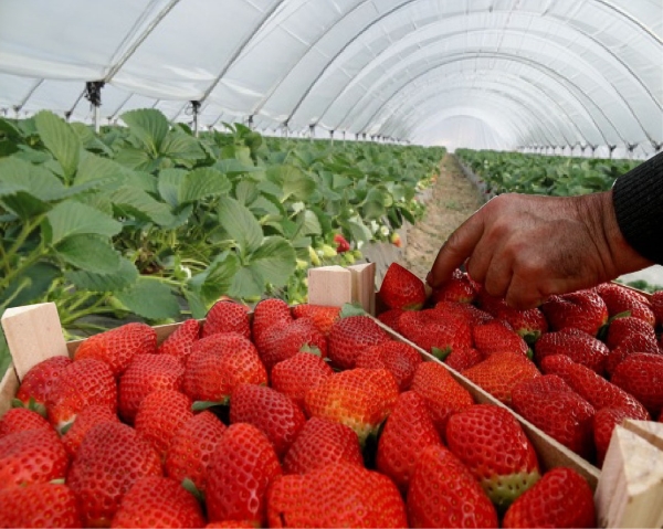 Sistema de producción de fresas de J.Huete