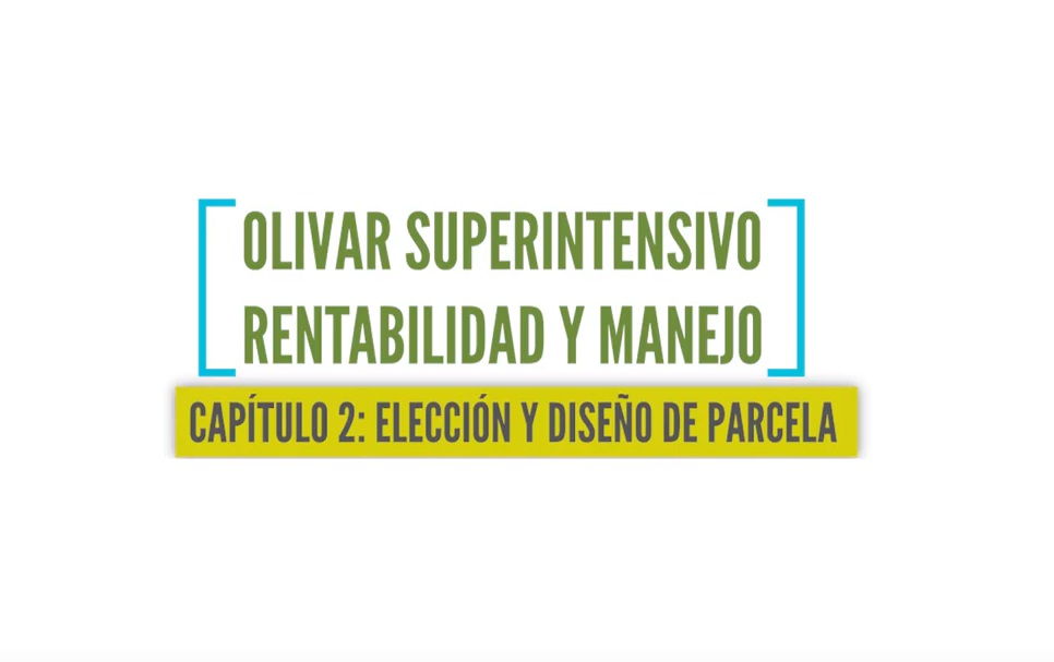 Olivar superintensivo 2
