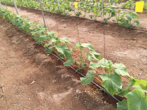 tablas de coco para incorporar directamente al suelo 3