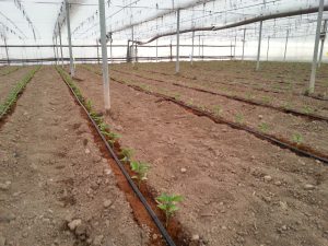 tablas de coco para incorporar directamente al suelo 2